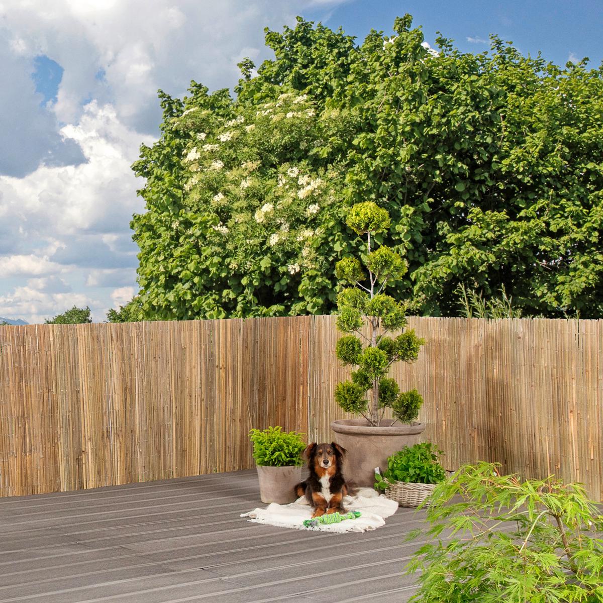 Sichtschutz Mitake Natur 100x300 Cm - Naturfarben, Basics, Naturmaterialien (100/300cm)