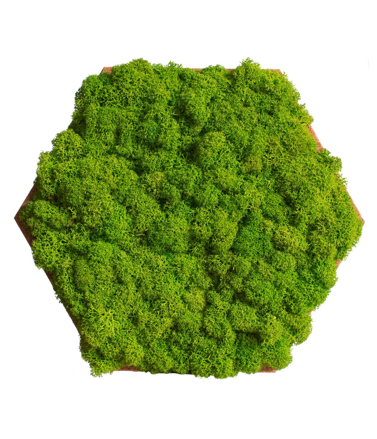 Moospaneel Grün Hellbraun B: 19 cm - Hellbraun/Grün, Basics, Naturmaterialien/Holz (19/22cm)