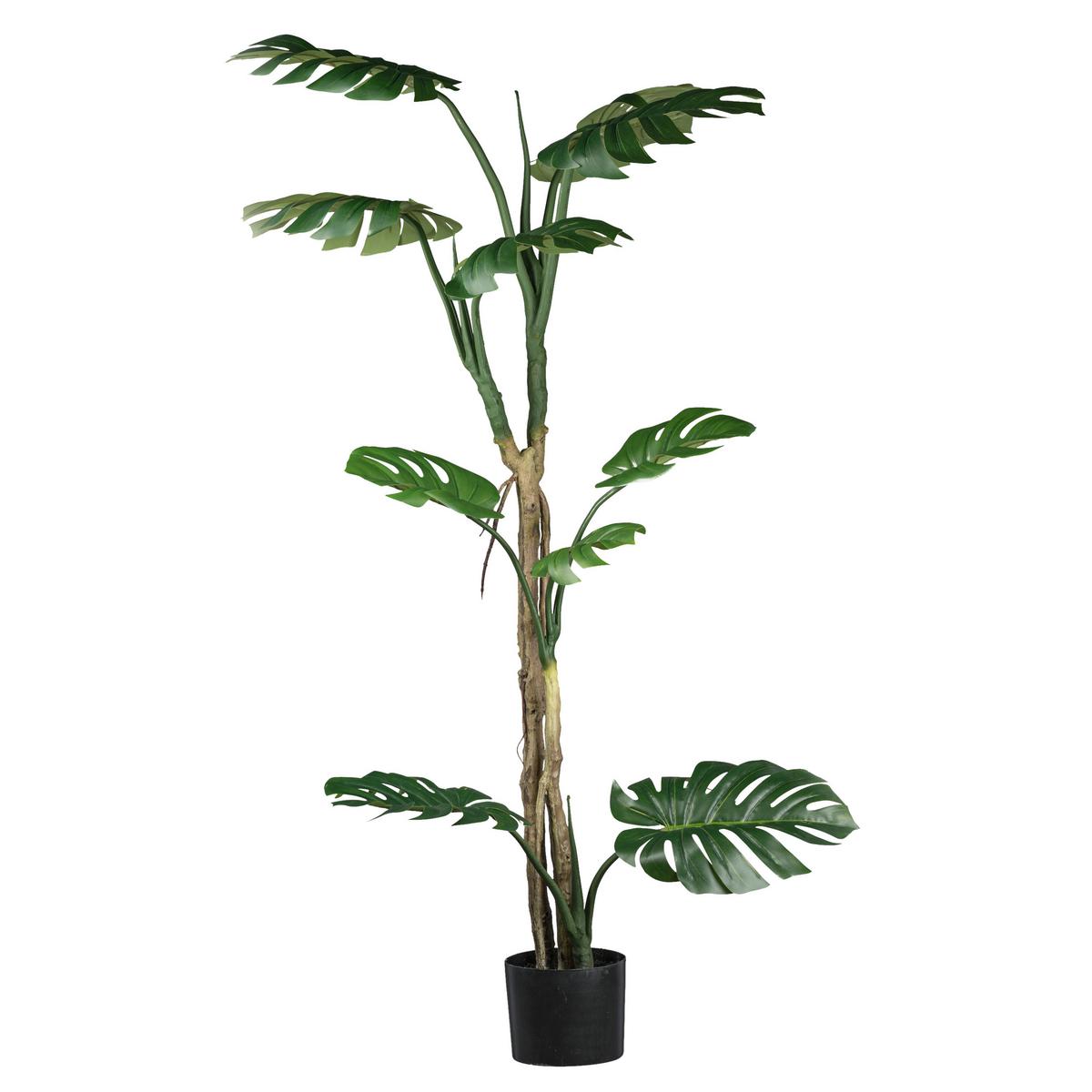 Umělá rostlina Filodendron Monstera, V: 175cm - černá/zelená, Basics, plast (175cm)