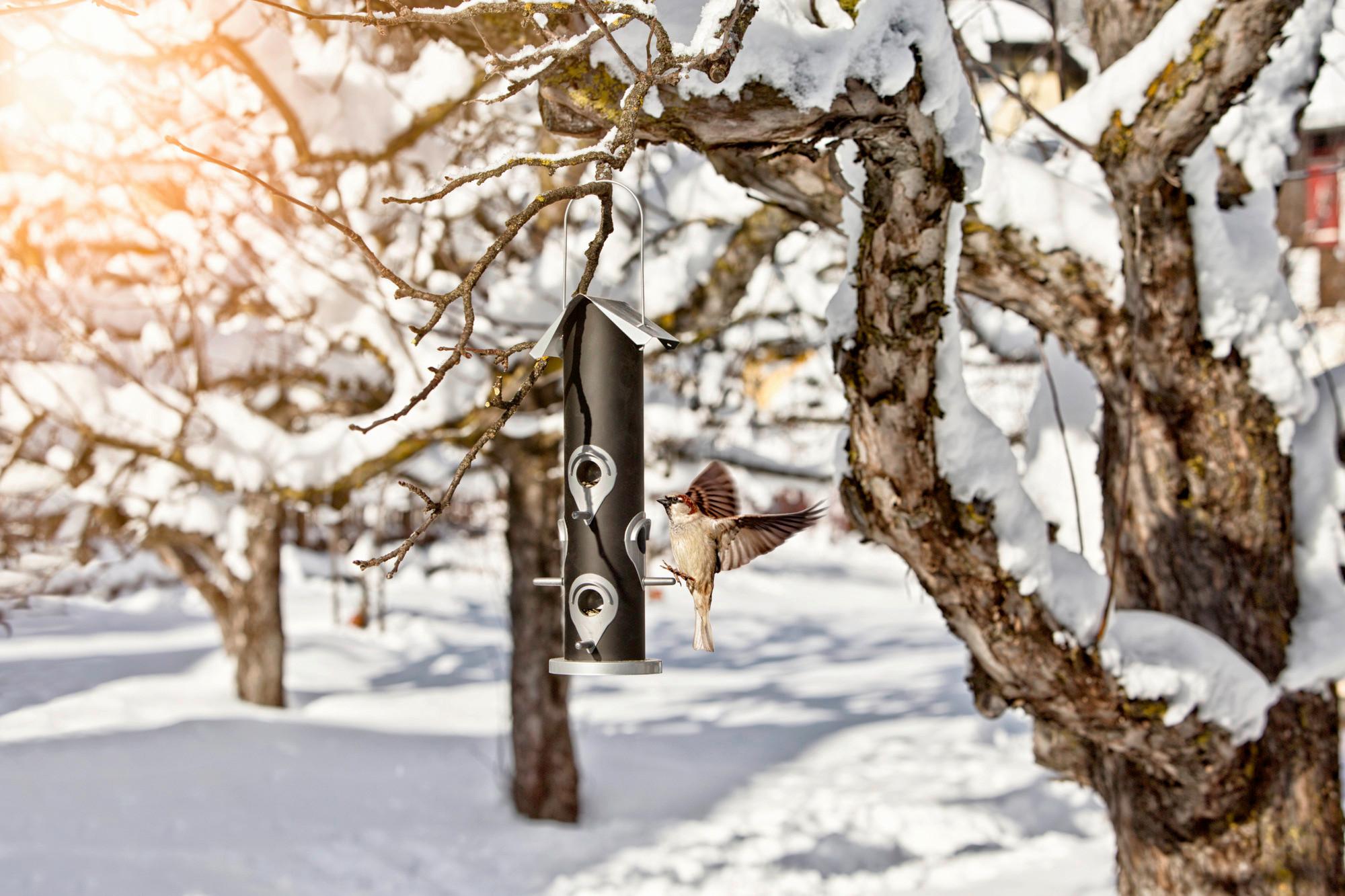 Vogelfuttersäule Saat 06969 Vogelfuttersäule Saat