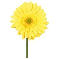 Umělá květina GERBERA, Výška: 50cm - zelená/žlutá, Konvenční, plast (50cm) - Mömax