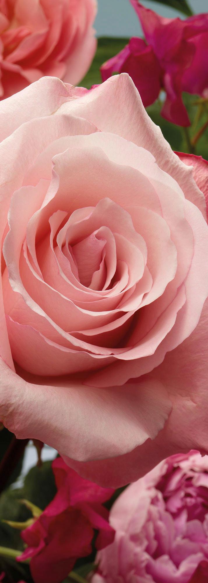 Vliestapete Rosenduft - Rosa, Basics (100/280cm) - Komar