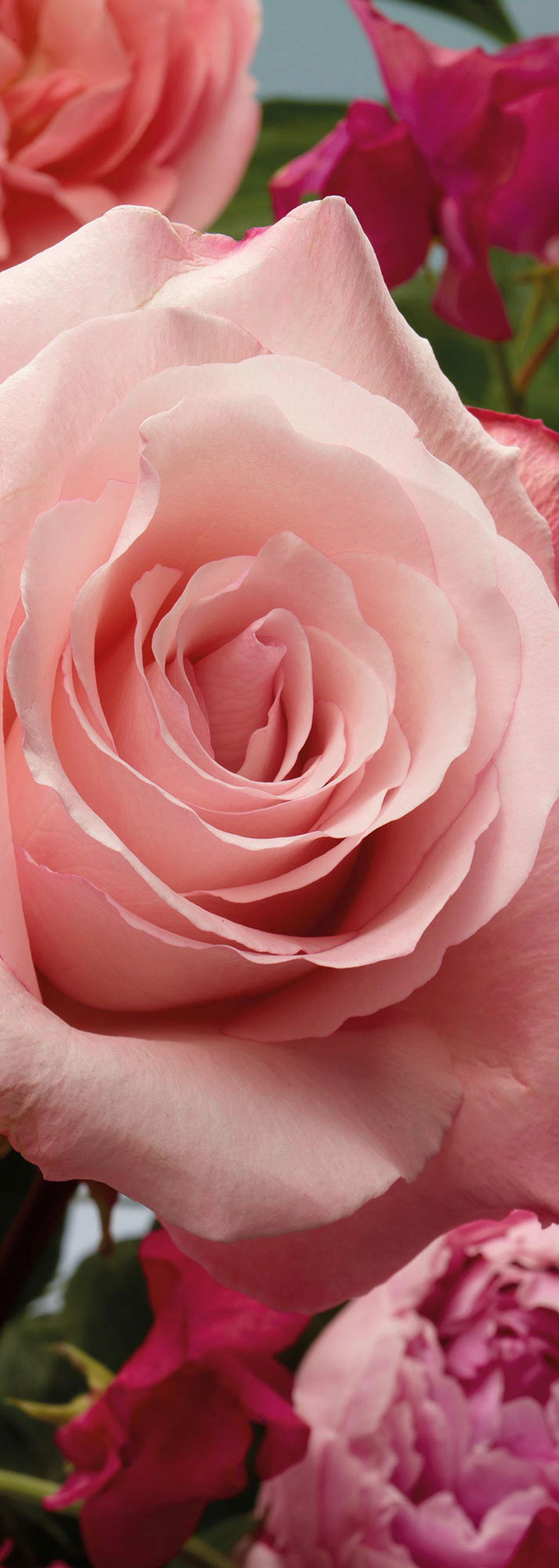 Vliestapete Rosenduft - Rosa, Basics (100/280cm) - Komar