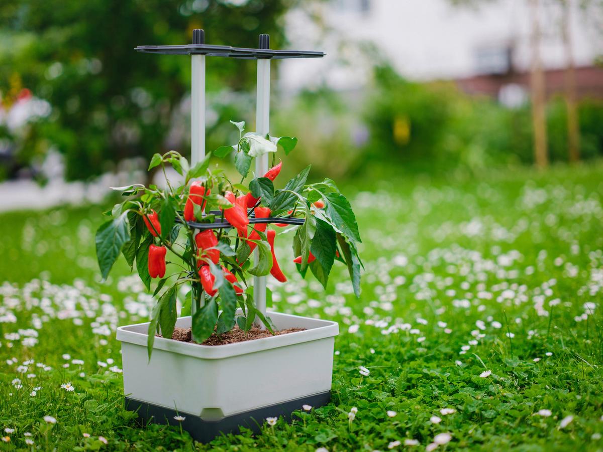 Pflanztopf grau/Hellgrau - Hellgrau/Grau, Basics, Kunststoff (34,5/69/27,5cm) - Gusta Garden