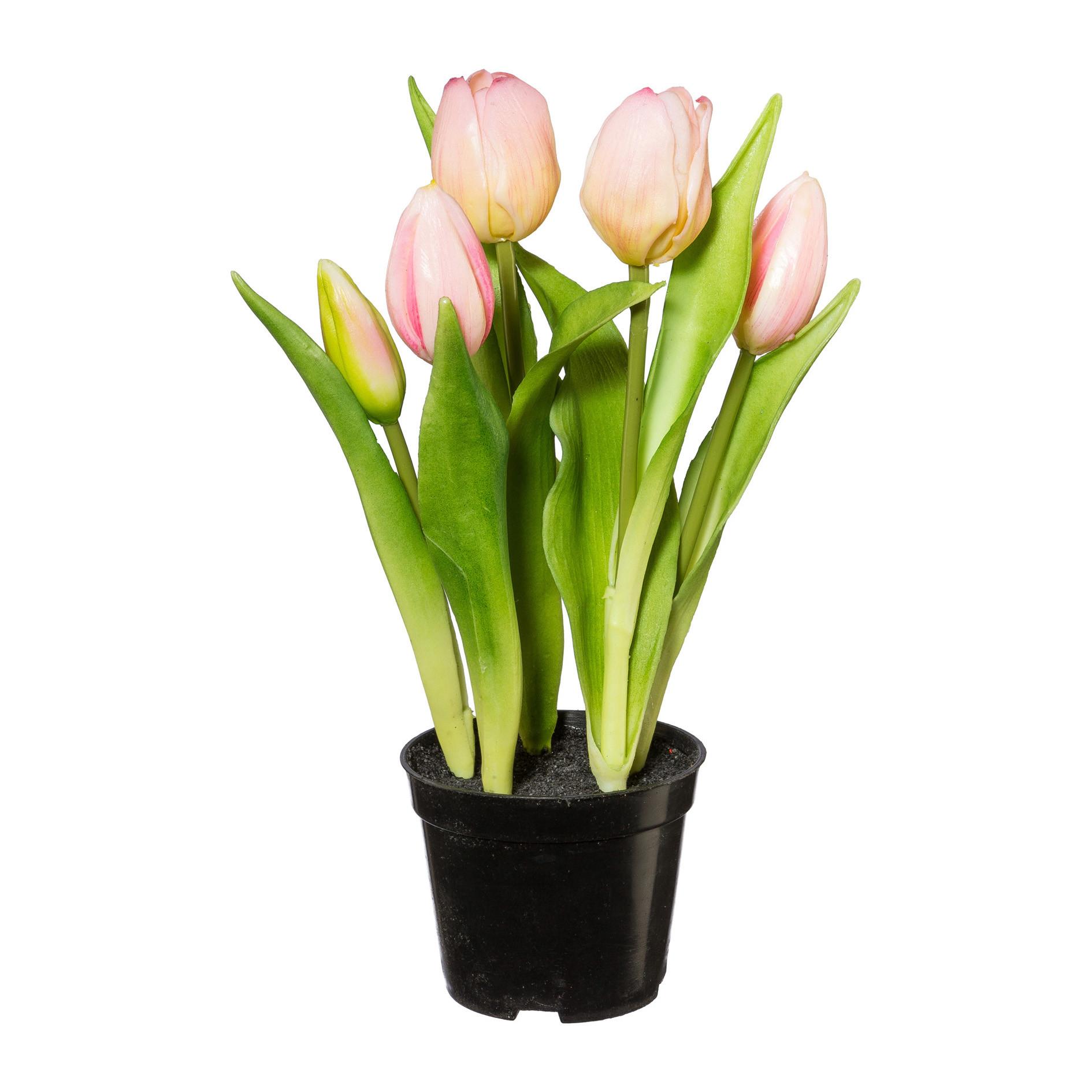 UMELÁ RASTLINA TULPE I - čierna/zelená, Basics, plast (25cm) - Modern Living