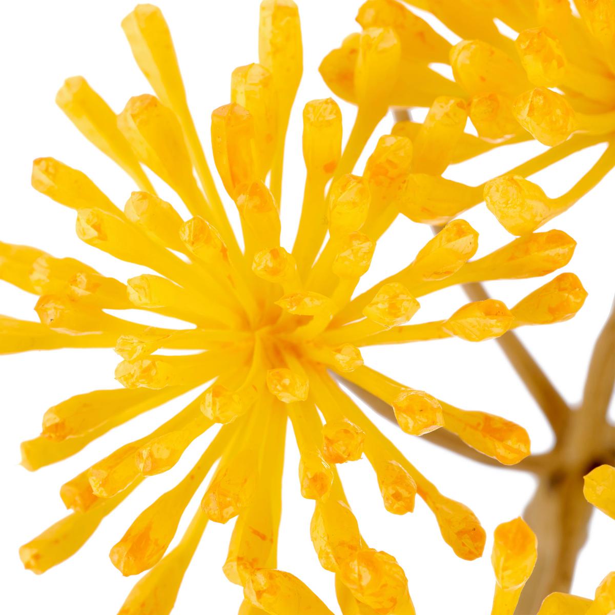 Umelý kvet HERACLEUM I -PAZ- - žltá/krémová, Basics, kov/textil (75cm) - Mömax