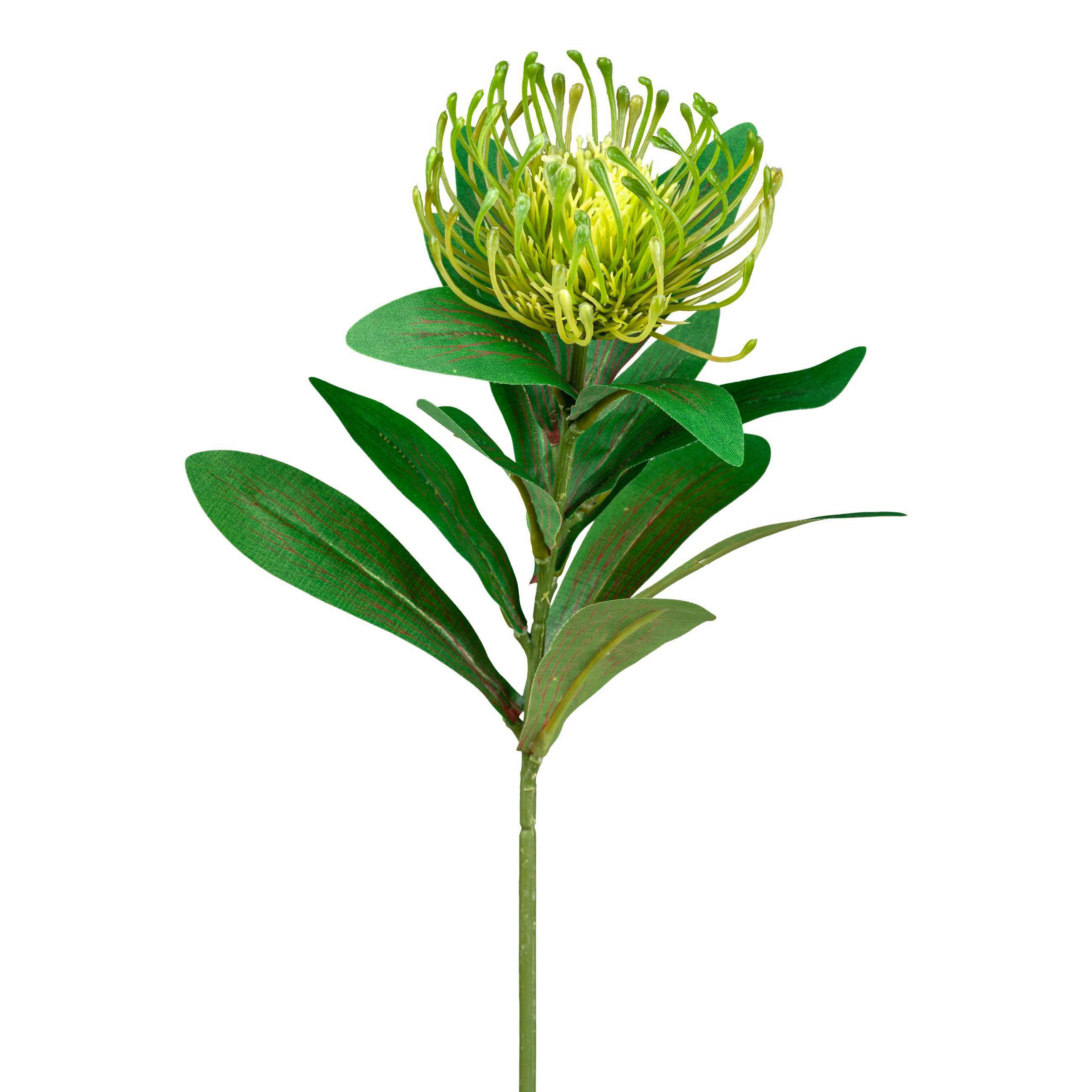 Kunstblume Nadelkissenprotea Grün L: 64cm, Dana - Grün, Natur, Kunststoff (64cm)