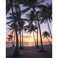 Vliestapete Palmtrees On Beach - Natur (200/250cm)
