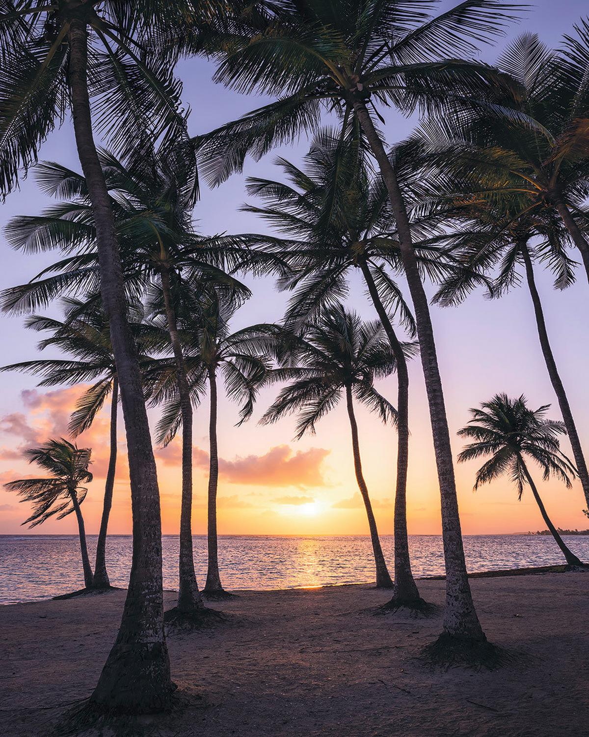 Vliestapete Palmtrees On Beach - Natur (200/250cm)