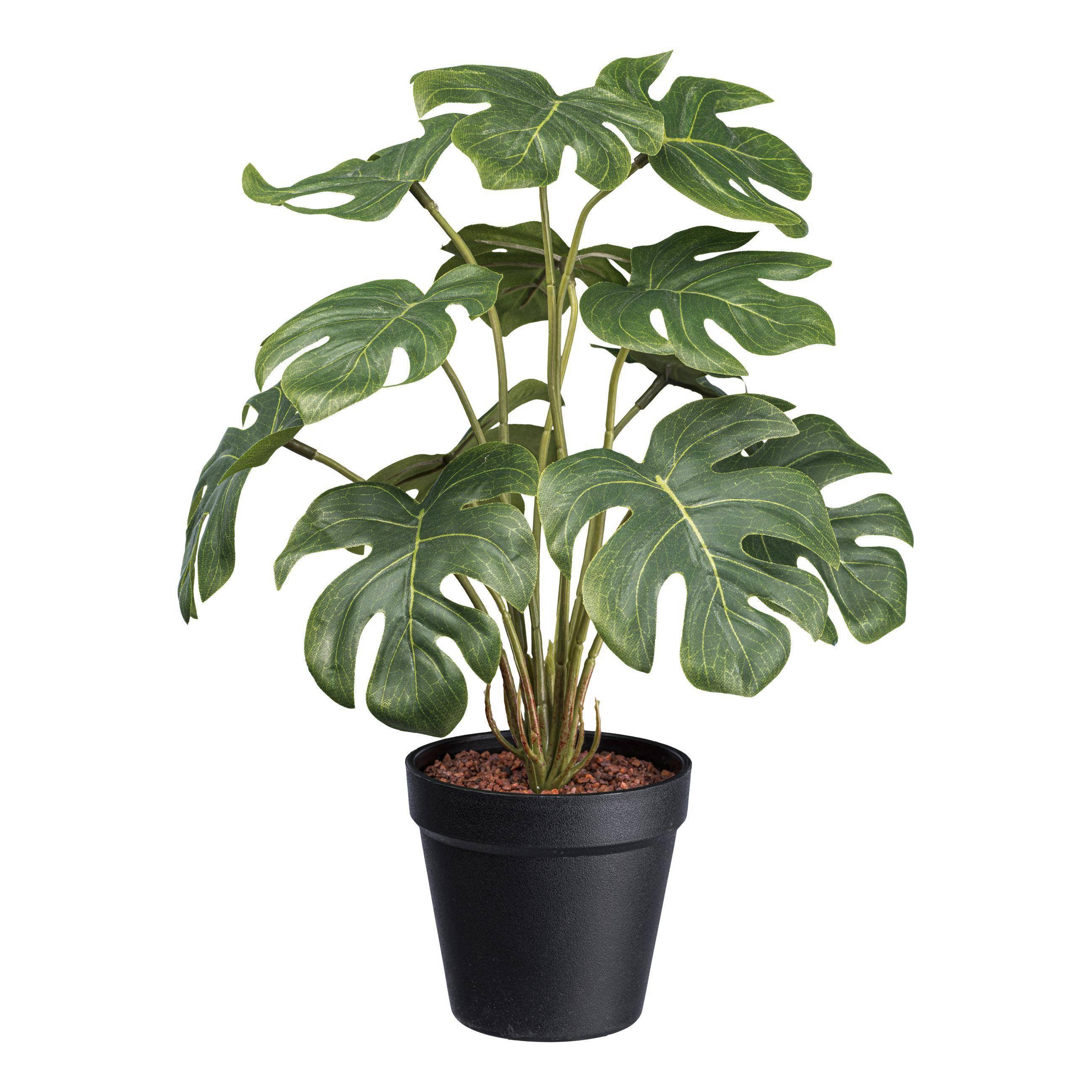 Umelá Rastlina V: 38cm - čierna/zelená, Basics, plast (38cm) - Modern Living