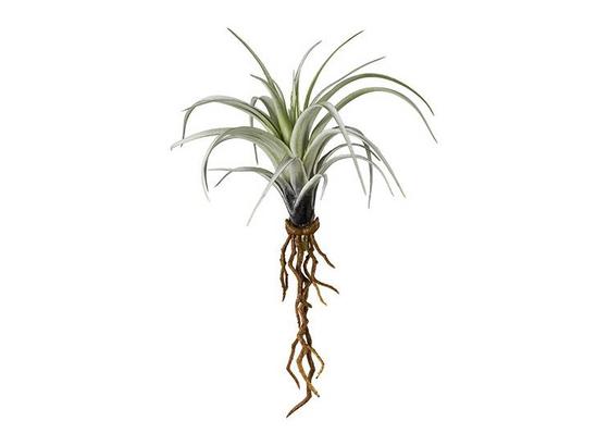 Minitillandsie mit Wurzel 'ada' - Hellgrau/Hellgrün, LIFESTYLE, Kunststoff (22cm) Minitillandsie mit Wurzel 'ada' - Hellgrau/Hellgrün, LIFESTYLE, Kunststoff (22cm)