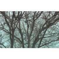 Vliestapete Whispering Woods - Blau/Schwarz, Basics (400/250cm) - Komar
