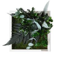 Moosbild Moos Grün B: 22 cm - Weiß/Grün, Basics, Naturmaterialien/Holz (22/22/15-17cm)