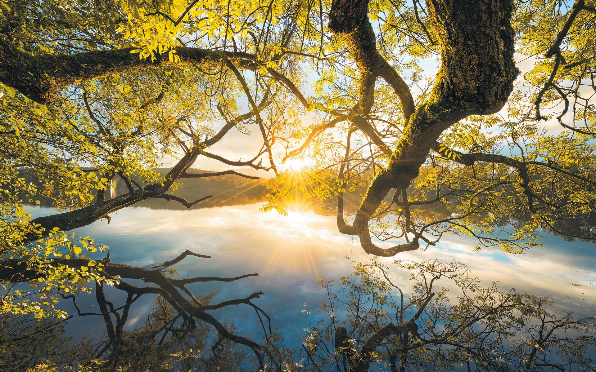 Vliestapete Sh080-Vd4 Golden Embrace - Natur (400/250cm)