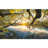 Vliestapete Sh080-Vd4 Golden Embrace - Natur (400/250cm)