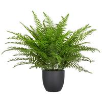 Kunstpflanze Schwertfarn Kunststoff, Grün, H: 60 cm - Schwarz/Grün, Basics, Kunststoff (60cm) - P & B