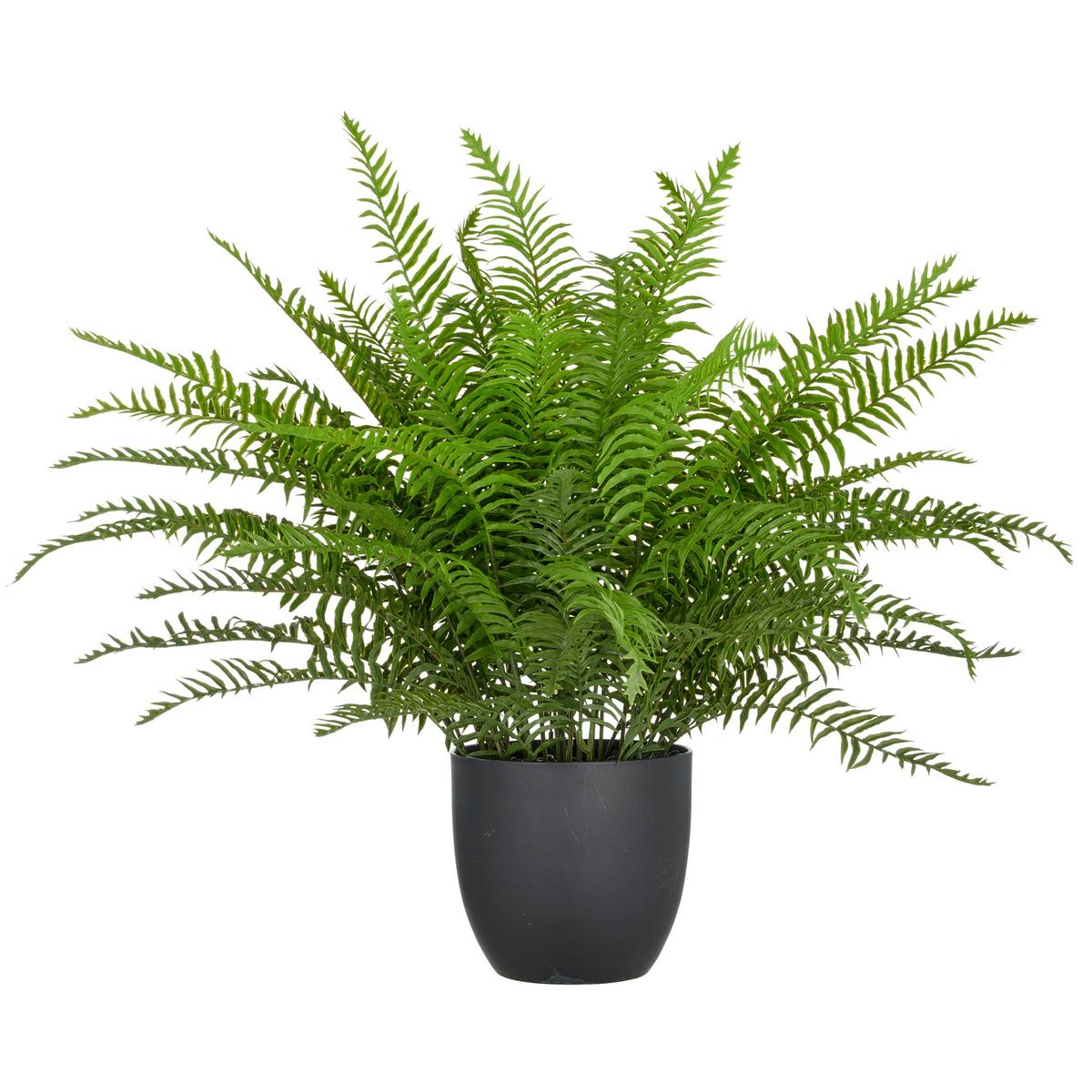 Kunstpflanze Schwertfarn Kunststoff, Grün, H: 60 cm - Schwarz/Grün, Basics, Kunststoff (60cm) - P & B