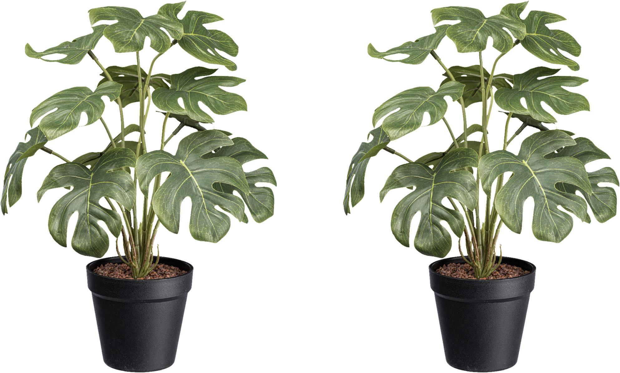 Kunstpflanze Philodendron H: 38 cm - Schwarz/Weiß, Design, Kunststoff (38cm) - P & B