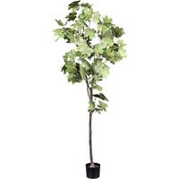 Kunstpflanze Ahorn H: 175 cm - Schwarz/Braun, Design, Kunststoff (175cm) - P & B