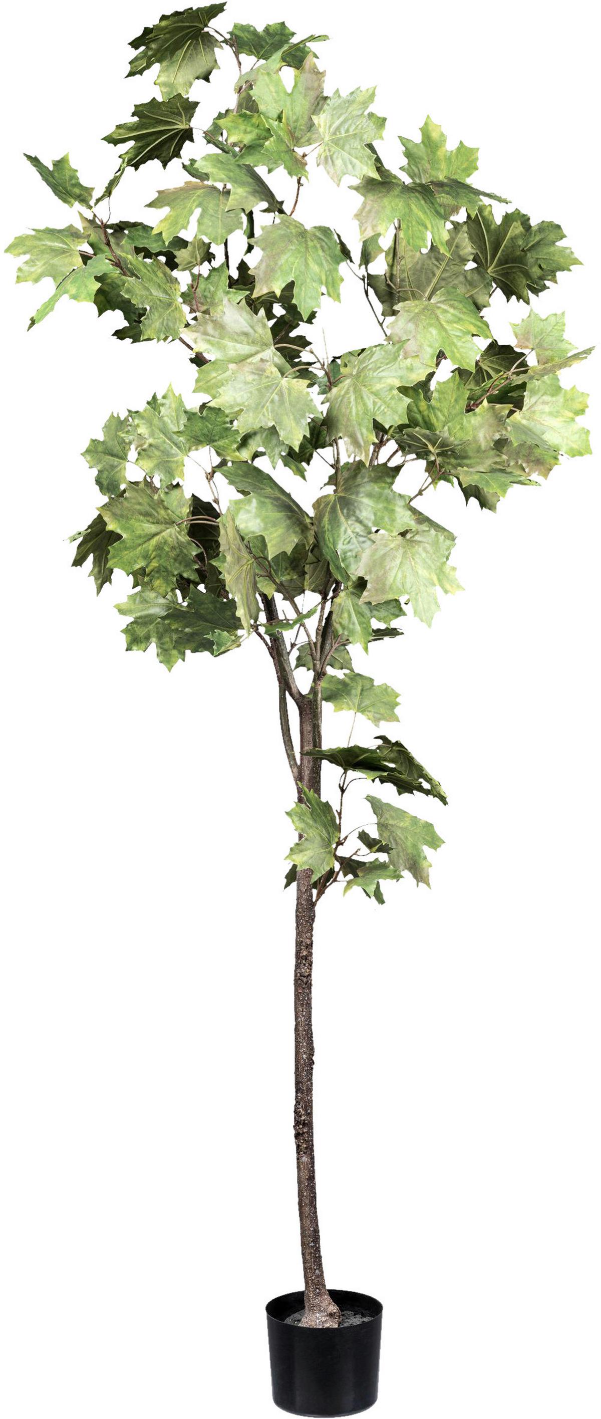 Kunstpflanze Ahorn H: 175 cm - Schwarz/Braun, Design, Kunststoff (175cm) - P & B