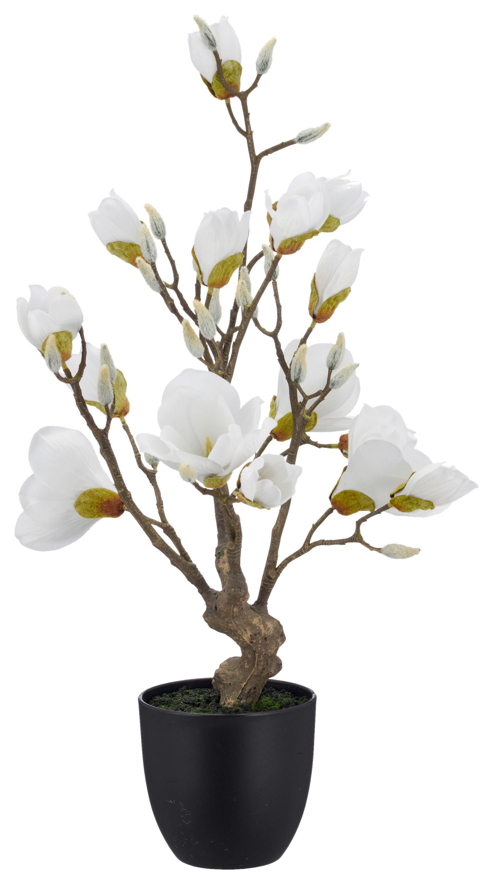 Umelá magnólia Výška 65 cm - hnedá/čierna, Basics, kov/textil (65cm) - Mömax