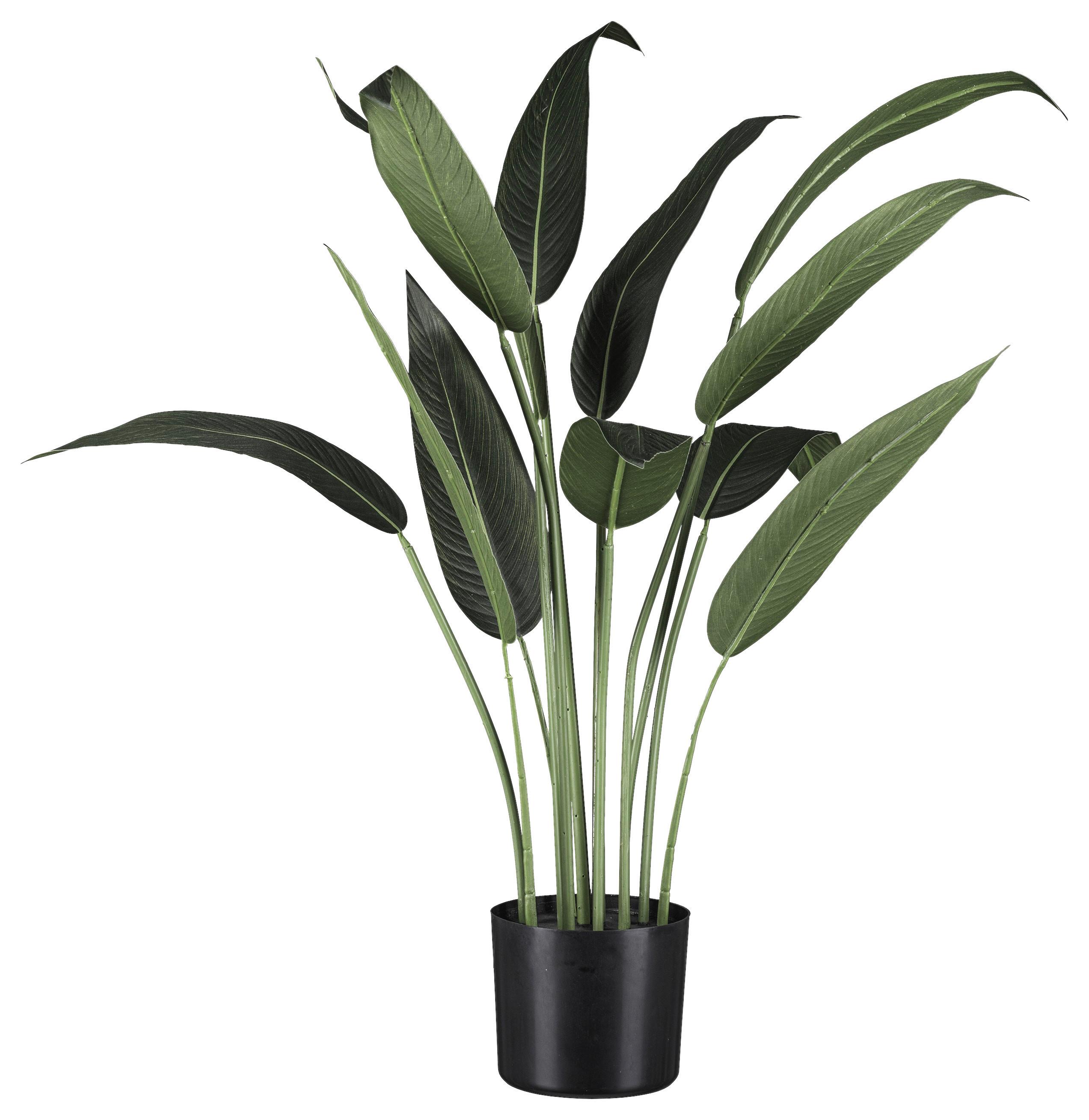 UMELÁ RASTLINA WASSERCANNA I - čierna/zelená, Basics, plast (90cm) - Modern Living