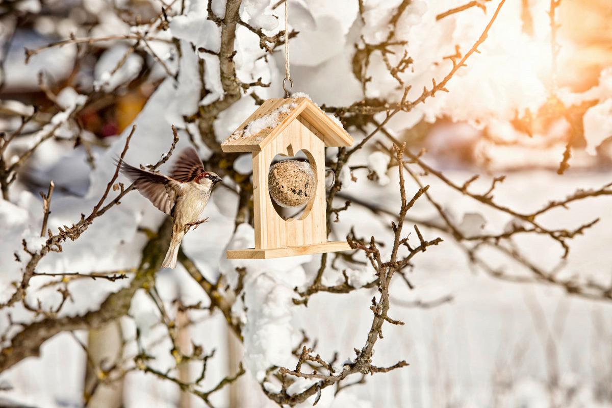 Meisenknödelhalter Aus Fichte Lxbxh: 19x19,5x6 Cm - Fichtefarben, Basics, Holz (19/19,5/6cm) - Windhager