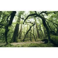 Fototapete Ancient Green - Grün, Trend, Textil (450/280cm)