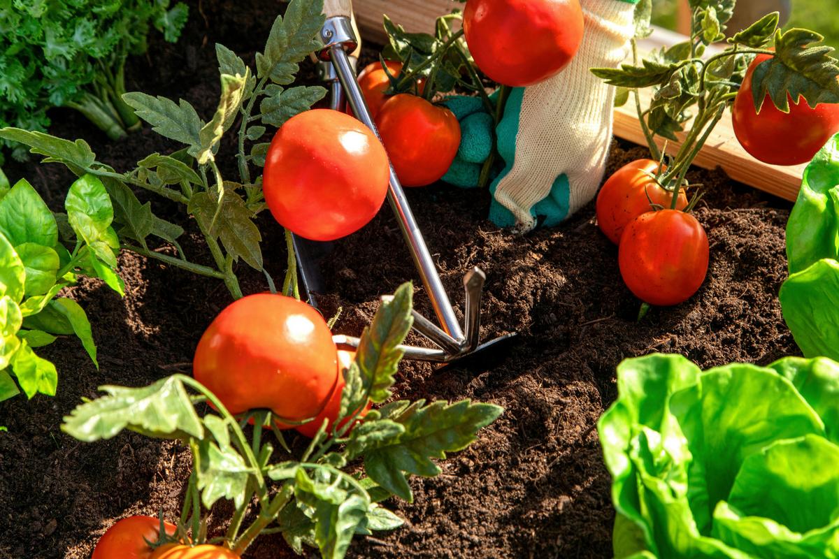 Hochbeet Echtholz Lärche 90x84x170 cm Lärchefarben - Lärchefarben, Basics, Holz (90/84/170cm)