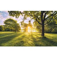 Vliestapete Sh054-Vd4 Golden Moment - Natur (400/250cm)