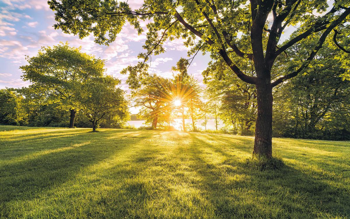 Vliestapete Sh054-Vd4 Golden Moment - Natur (400/250cm)