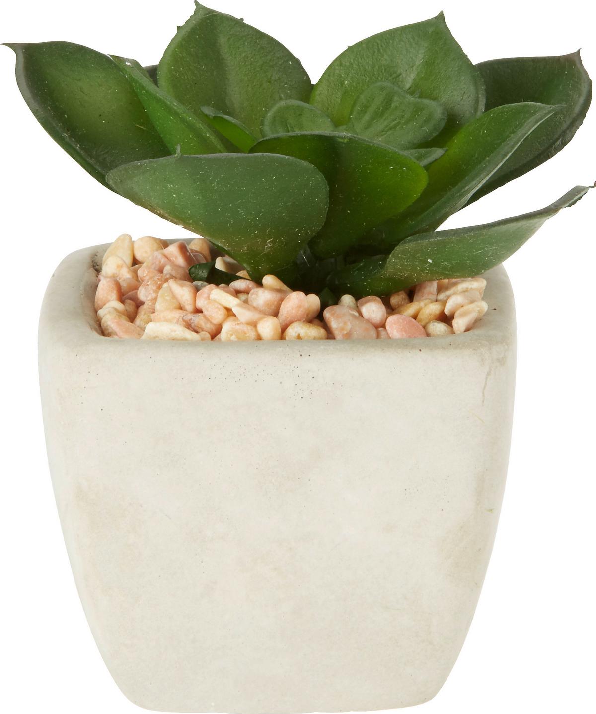 UMELÁ RASTLINA SUKKULENTE - zelená, Lifestyle, plast (7-9cm) - Modern Living