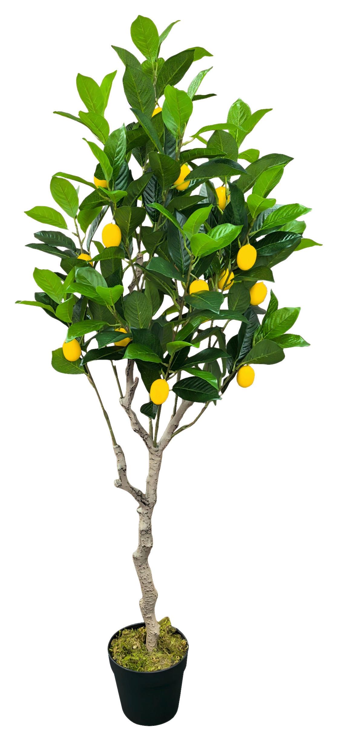 Umelá rastlina ZITRONENBAUM -PAZ- - hnedá/čierna, kov/plast (120cm) - Mömax