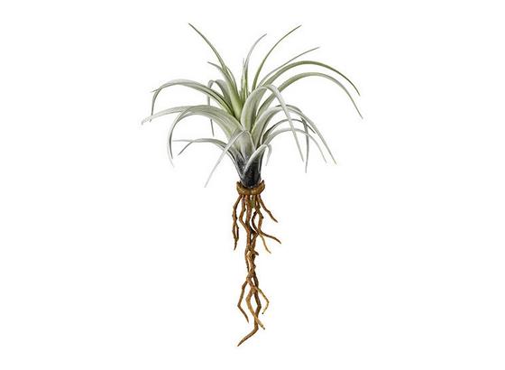 Minitillandsie mit Wurzel Ada - Hellgrau/Hellgrün, LIFESTYLE, Kunststoff (22cm) Minitillandsie mit Wurzel Ada - Hellgrau/Hellgrün, LIFESTYLE, Kunststoff (22cm)