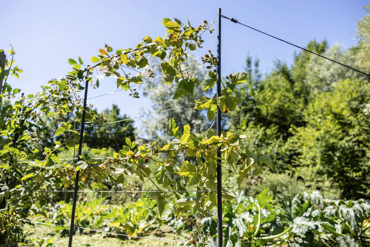 Rankhilfe Edelstahl BxH: 148x190 cm - Edelstahlfarben, Basics, Metall (148/190cm) - Windhager