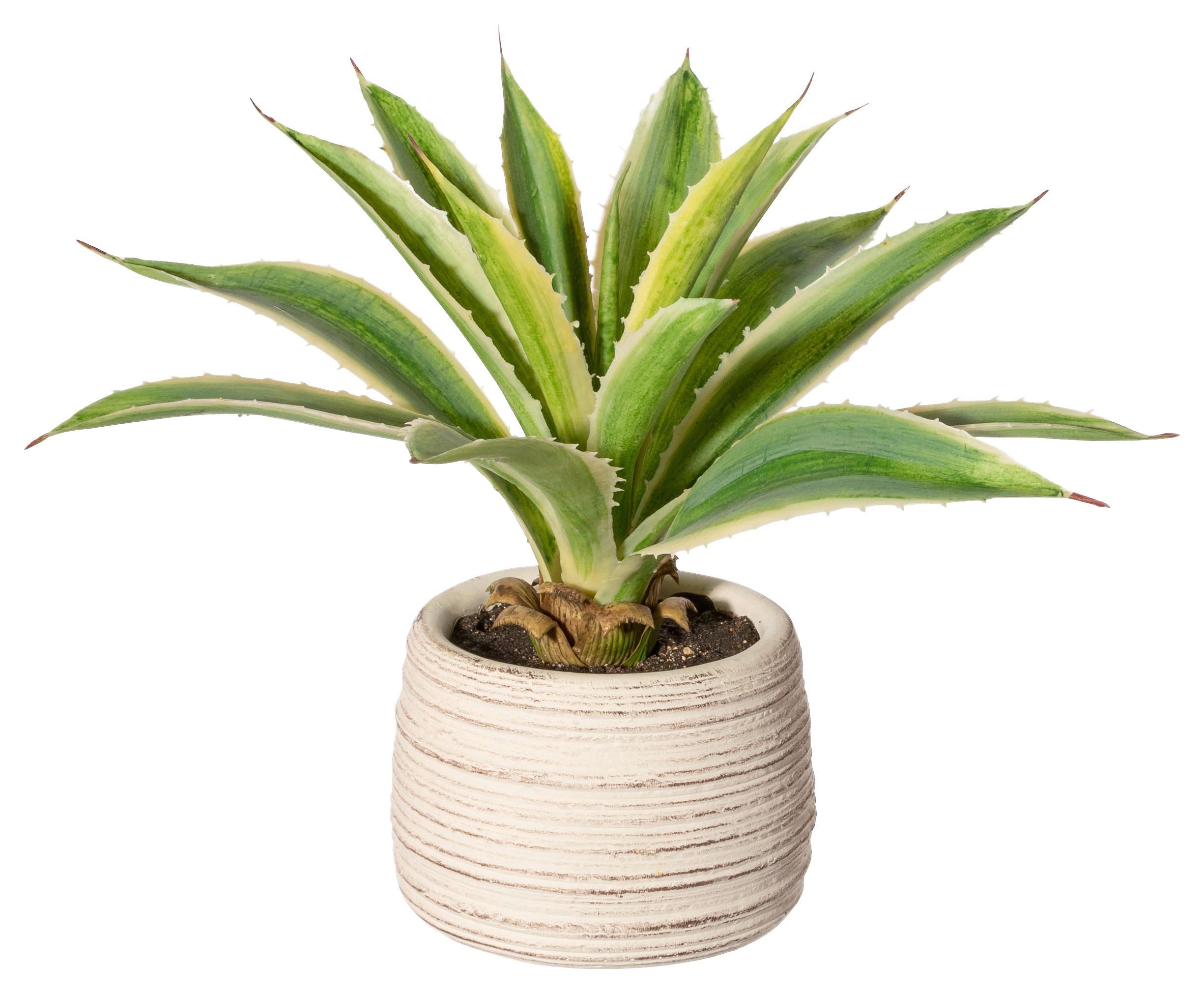 Kunstpflanze Sukkulenten Creme/Gelb/Grün, 25 cm - Gelb/Creme, Design, Keramik/Kunststoff (25cm) - P & B