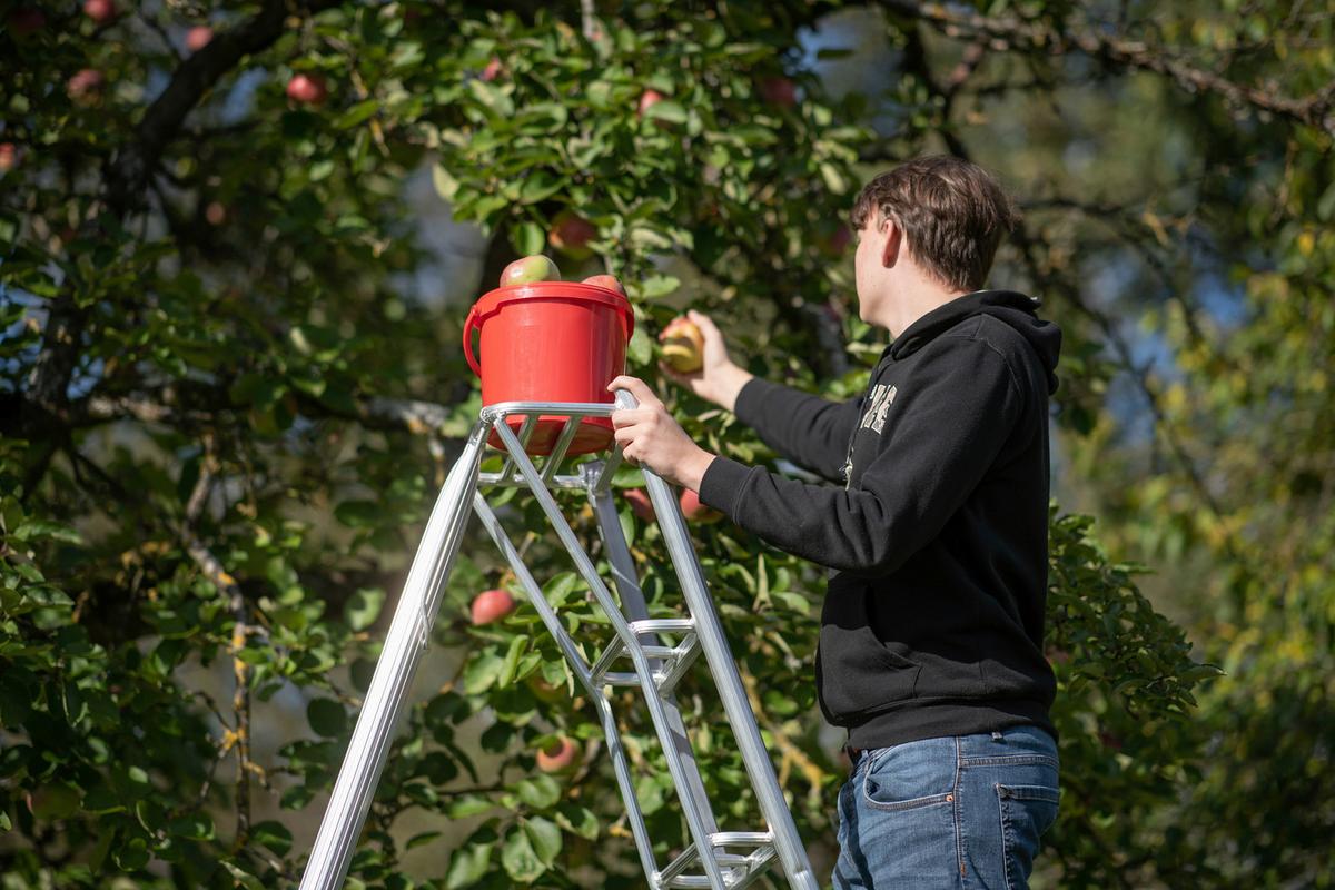 Leiter 3-Holm-Gartenleiter 180cm - Silberfarben, Basics, Metall (125/180/20cm)