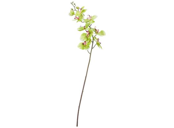 Orchidea Phalänopsis Gundula - zelená/červená (98cm) - Mömax modern living Orchidea Phalänopsis Gundula - zelená/červená (98cm) - Mömax modern living