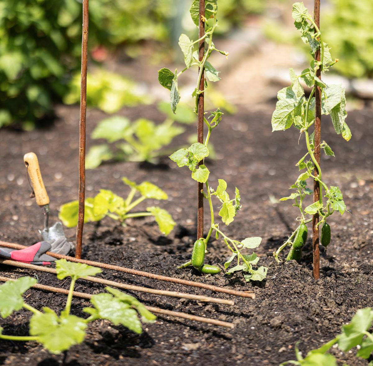 Rankhilfe 07741 Weide-Pflanzstäbe - Braun, Basics, Holz (150cm)