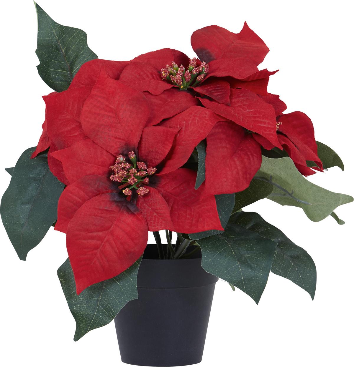 Weihnachtsstern H: 26 cm - Rot/Braun, KONVENTIONELL, Kunststoff (26cm)