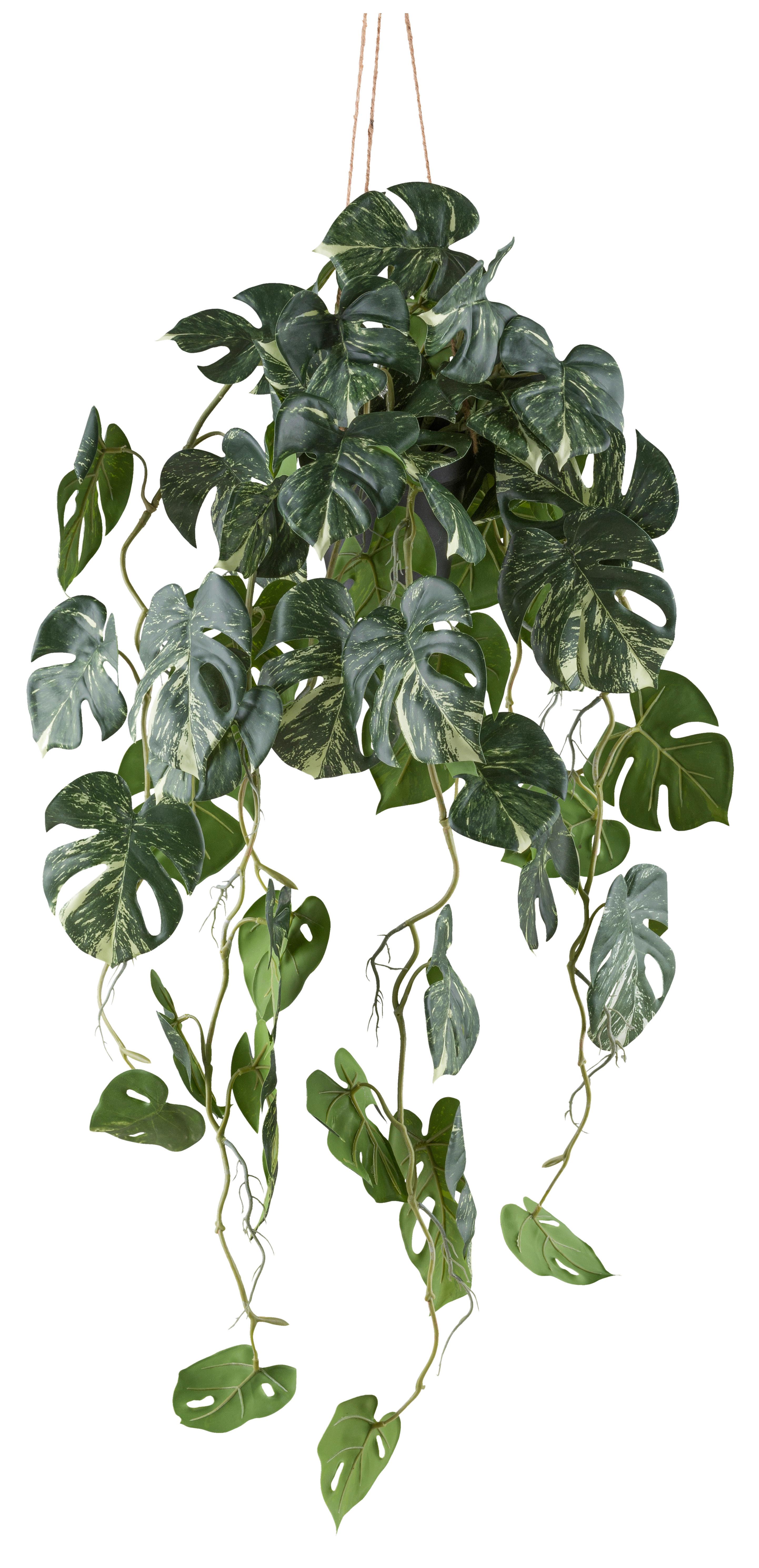 Umělá rostlina SPLITPHILODENDRON, výška: 80cm - bílá/černá, Konvenční, plast (80cm) - Mömax
