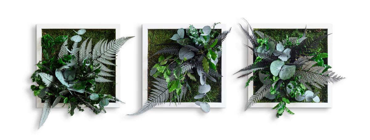 Moosbild Moos Grün B: 22 Cm - Weiß/Grün, Basics, Naturmaterialien/Holz (22/22/15-17cm)