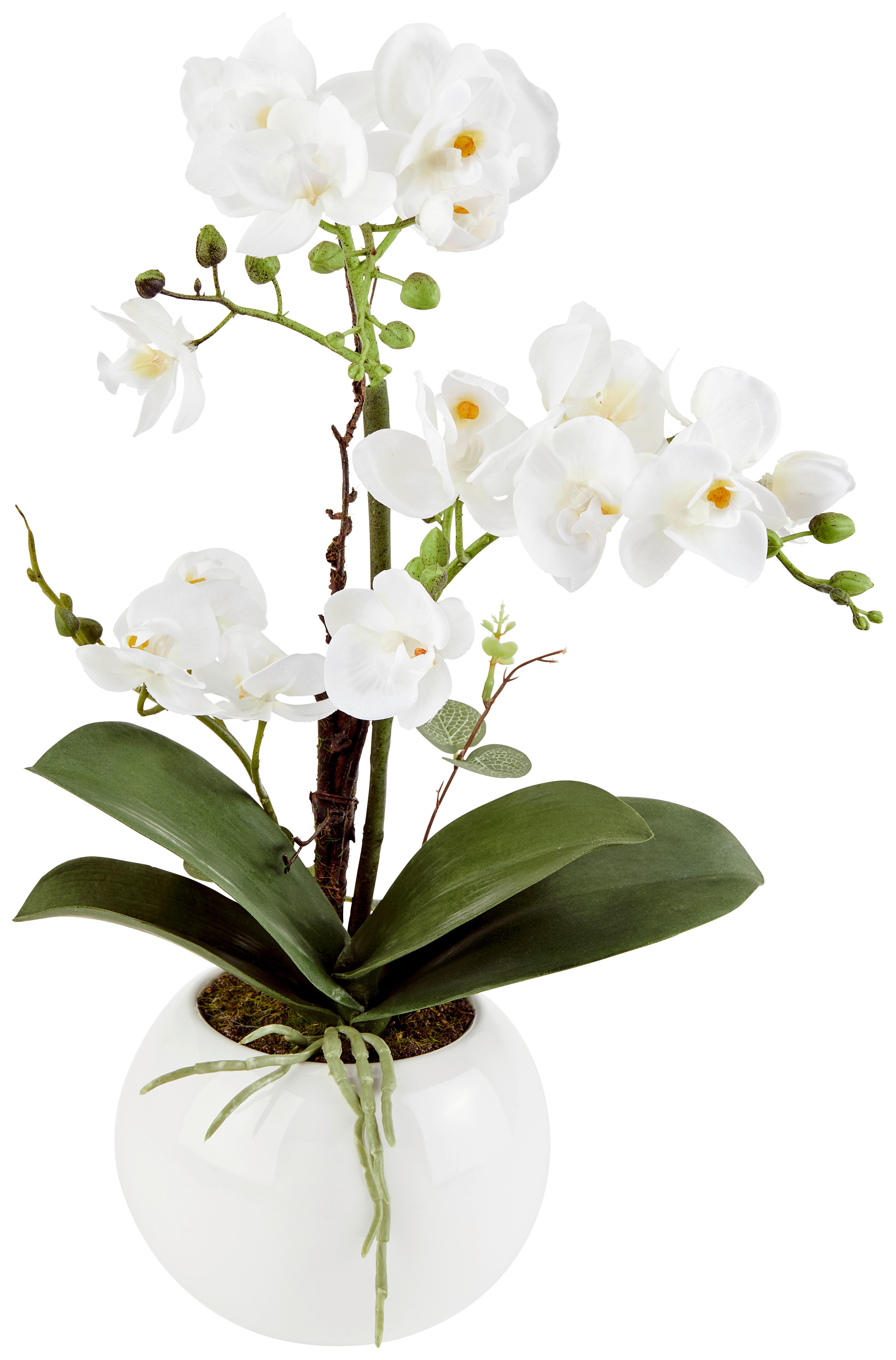 Kunstpflanze Orchidee Weiß/Grün L: 23 cm mit Topf - Weiß/Braun, KONVENTIONELL, Keramik/Kunststoff (23/47cm) - James Wood