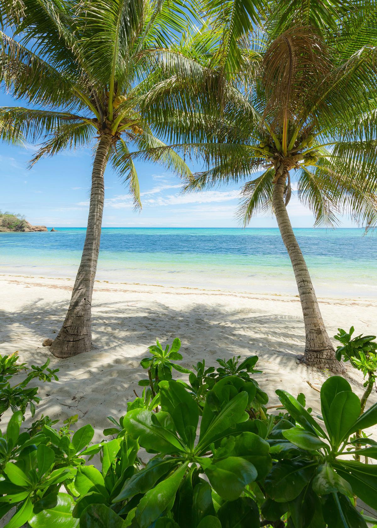 Fototapete Palmy Beach - Blau/Grün, Trend, Textil (200/280cm)
