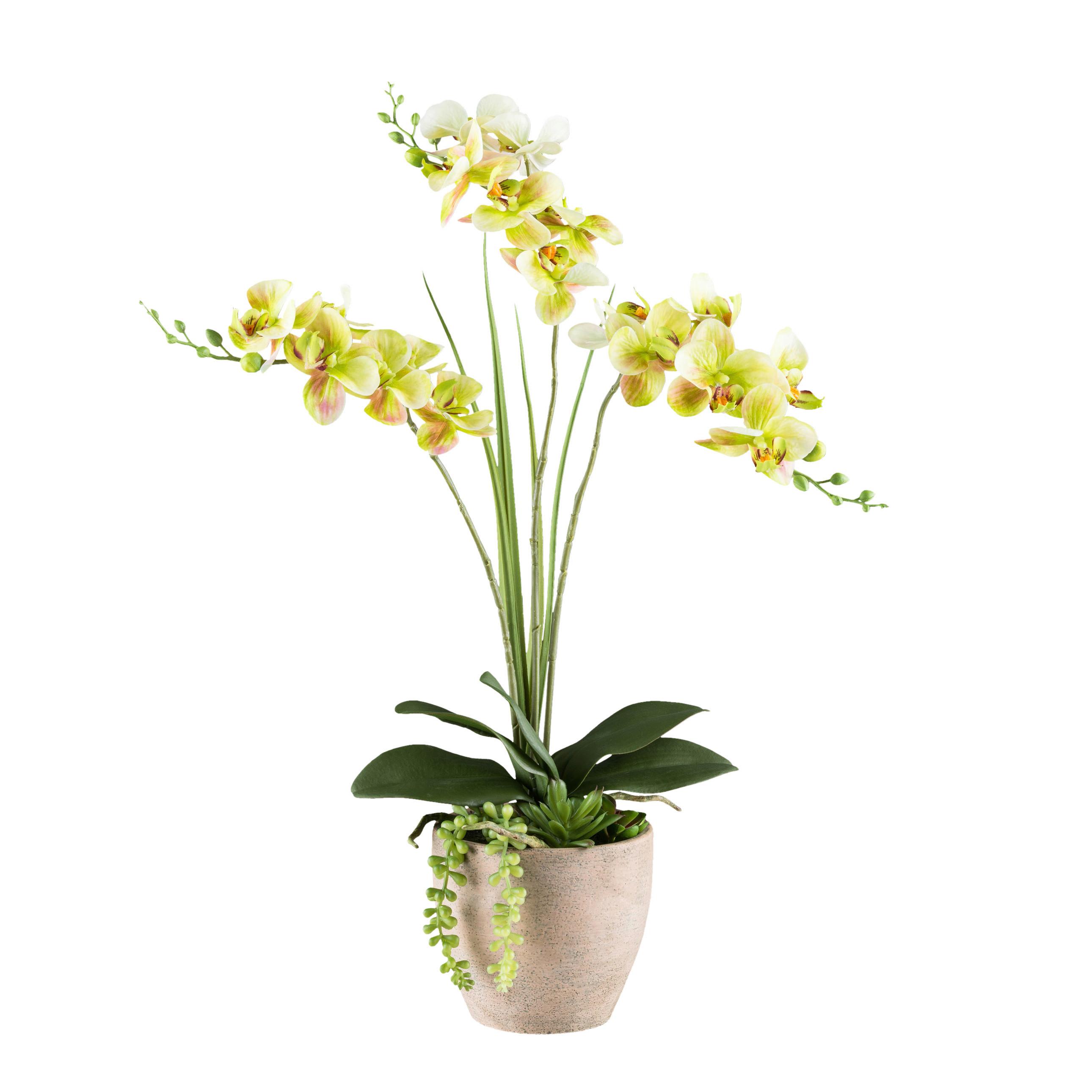 Kunstpflanze Orchideen Braun/Gelb/Grau/Grün, 55 cm - Gelb/Braun, Design, Kunststoff/Stein (55cm) - P & B