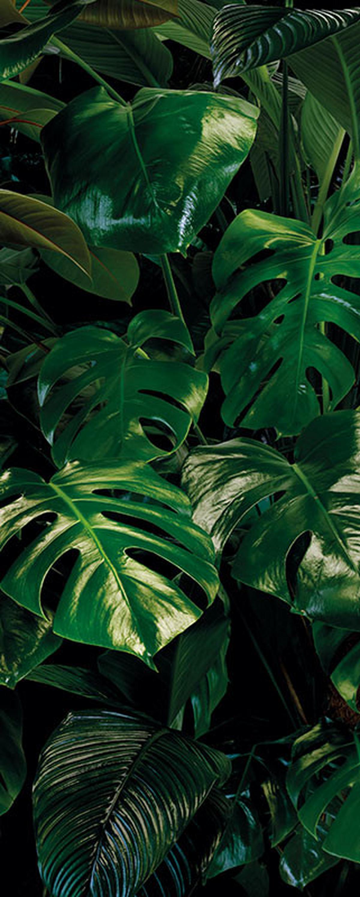 Vliestapete Tropical Wall Panel - Grün, Basics (100/250cm) - Komar