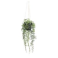 Kunstpflanze, Hängepflanze inkl. Aufhängung, H: 55 cm - Schwarz/Grün, Design, Kunststoff (55cm) - P & B