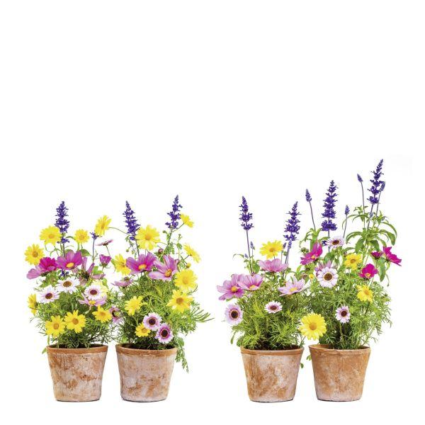 Fensterbild Springtime - Multicolor, Natur, Kunststoff (31/31cm) - Komar