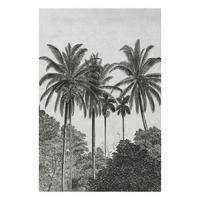 Fototapete Palmen Gravur - Schwarz/Weiß, Basics, Papier/Kunststoff (200/280cm)