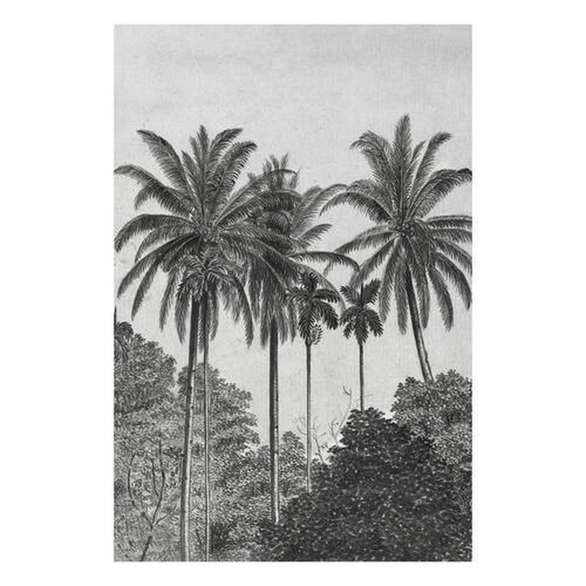 Fototapete Palmen Gravur - Schwarz/Weiß, Basics, Papier/Kunststoff (200/280cm)